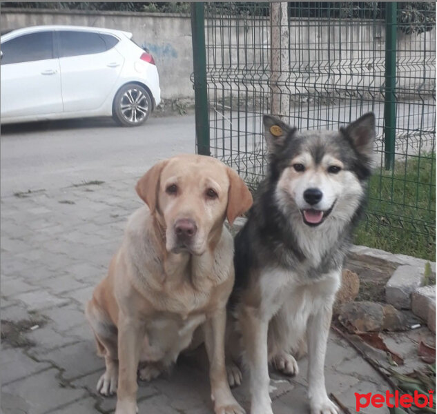 Labrador Retriever, Köpek  KARAMEL fotoğrafı