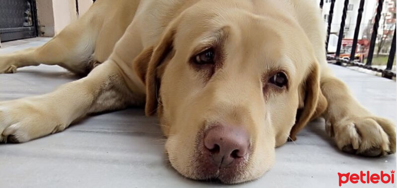 Labrador Retriever, Köpek  KARAMEL fotoğrafı