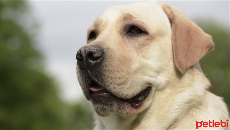 Labrador Retriever, Köpek  KARAMEL fotoğrafı