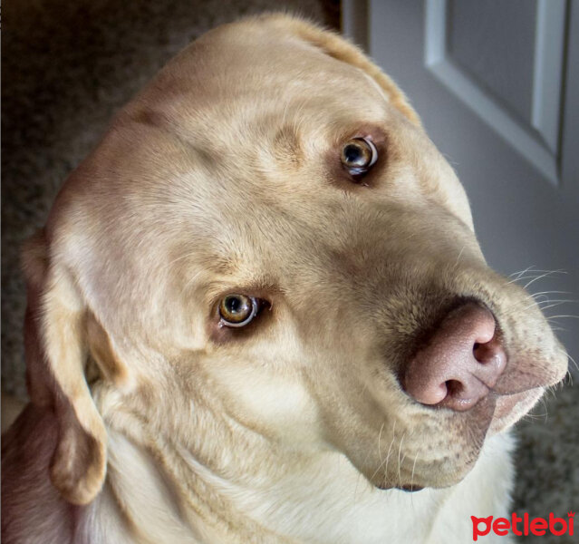 Labrador Retriever, Köpek  KARAMEL fotoğrafı