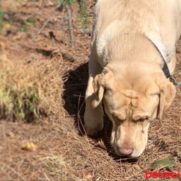 Labrador Retriever, Köpek  KARAMEL fotoğrafı