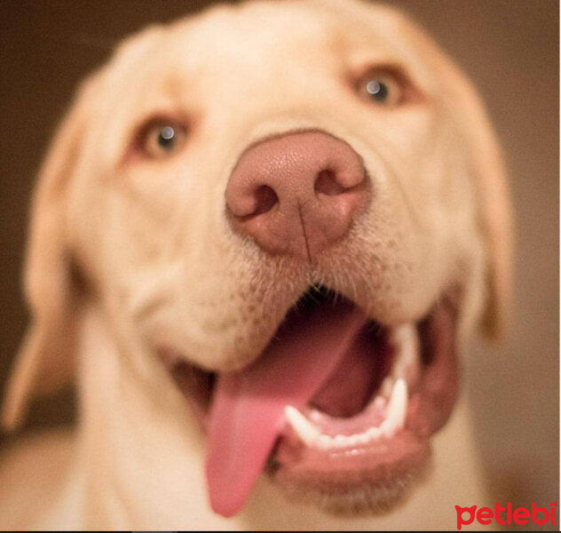 Labrador Retriever, Köpek  KARAMEL fotoğrafı