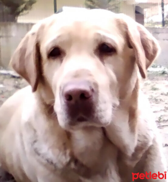 Labrador Retriever, Köpek  KARAMEL fotoğrafı