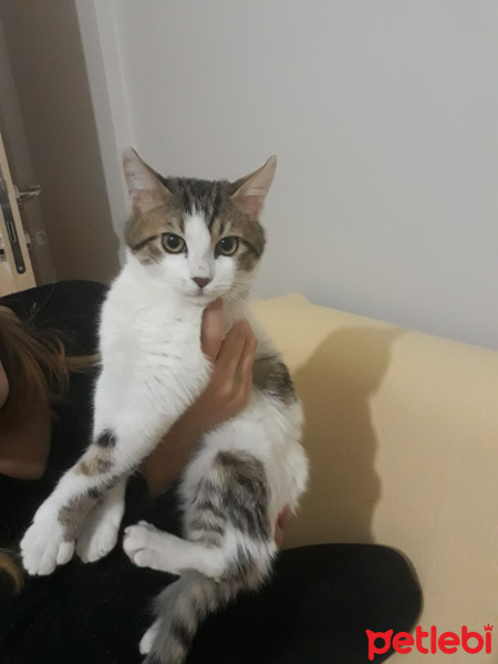 Tekir Kedi, Kedi  Mia ömürlük yuvasını arıyor fotoğrafı