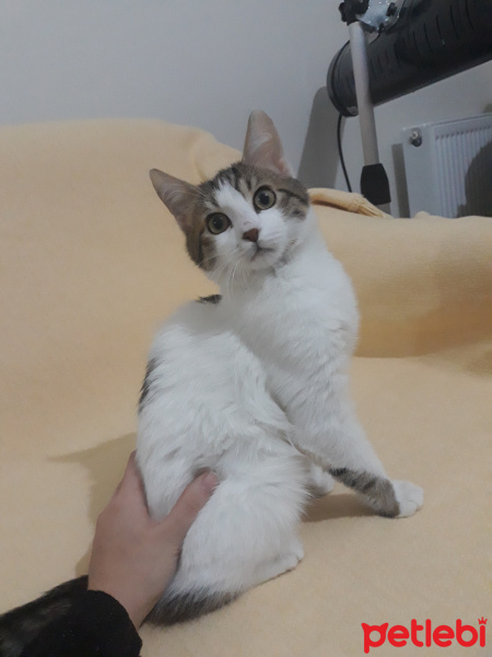 Tekir Kedi, Kedi  Mia ömürlük yuvasını arıyor fotoğrafı