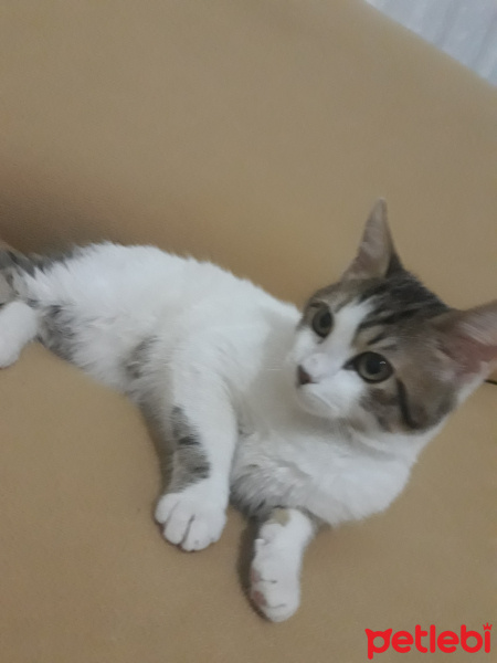 Tekir Kedi, Kedi  Mia ömürlük yuvasını arıyor fotoğrafı
