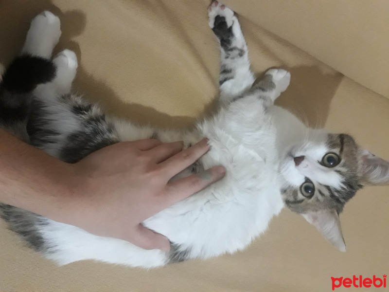 Tekir Kedi, Kedi  Mia ömürlük yuvasını arıyor fotoğrafı