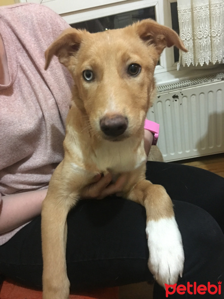 Sokö (Sokak Köpeği), Köpek  Venüs fotoğrafı