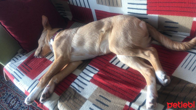 Sokö (Sokak Köpeği), Köpek  Venüs fotoğrafı