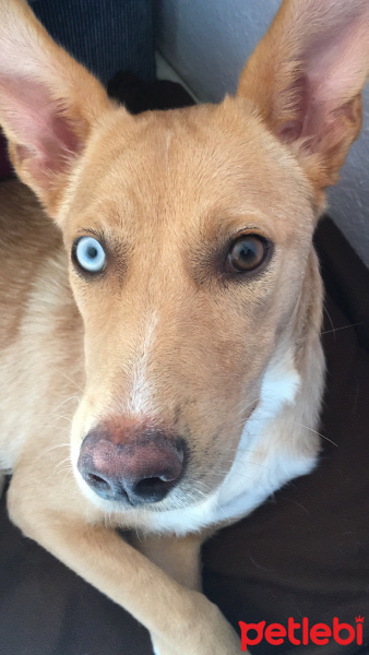 Sokö (Sokak Köpeği), Köpek  Venüs fotoğrafı
