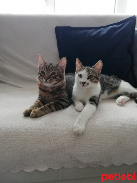Tekir Kedi, Kedi  Minnoş fotoğrafı