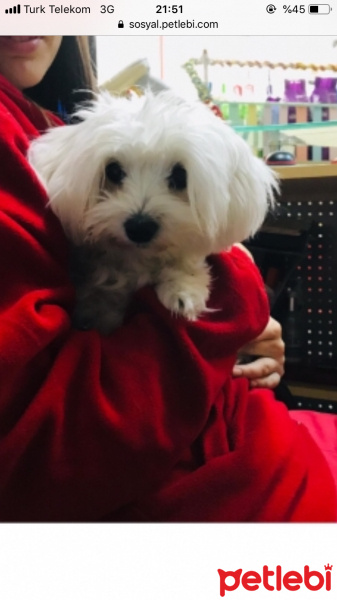 Maltese, Köpek  Maya fotoğrafı