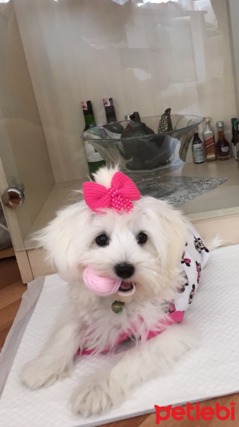 Maltese, Köpek  Maya fotoğrafı