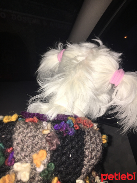 Maltese, Köpek  Maya fotoğrafı