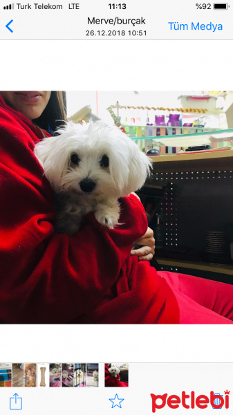 Maltese, Köpek  Maya fotoğrafı