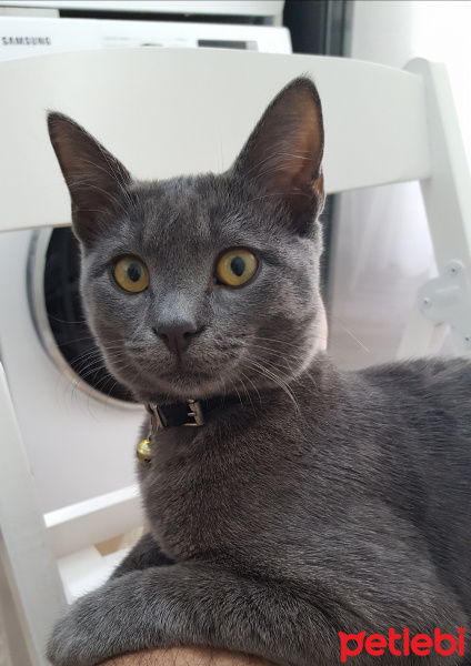 Chartreux, Kedi  Arwen fotoğrafı