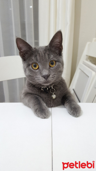 Chartreux, Kedi  Arwen fotoğrafı