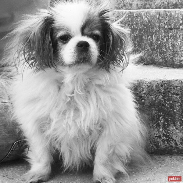 King Charles Spaniel, Köpek  Selly fotoğrafı