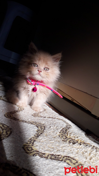 İran Kedisi (Persian), Kedi  Paris fotoğrafı