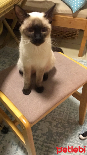 Siyam Kedisi, Kedi  Gece fotoğrafı