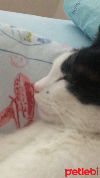 Tekir Kedi, Kedi  Kira fotoğrafı