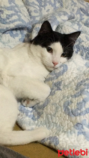 Tekir Kedi, Kedi  Kira fotoğrafı