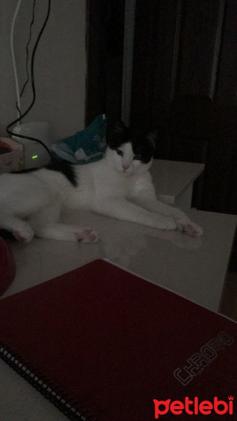 Tekir Kedi, Kedi  Kira fotoğrafı