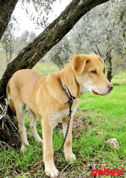 Golden Retriever, Köpek  Körfez fotoğrafı