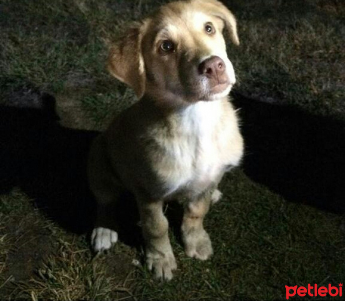 Golden Retriever, Köpek  Körfez fotoğrafı