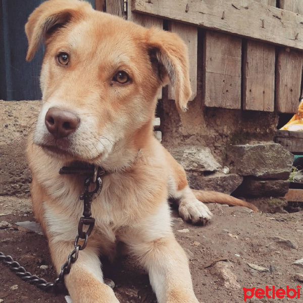 Golden Retriever, Köpek  Körfez fotoğrafı