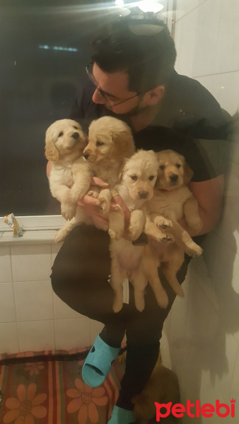 Golden Retriever, Köpek  Cikoo fotoğrafı