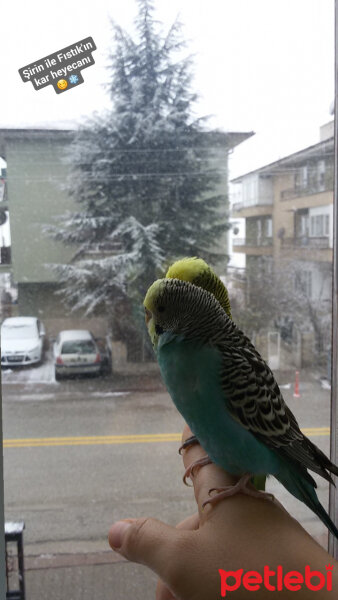 Muhabbet Kuşu, Kuş  Şirin ve Fıstık fotoğrafı