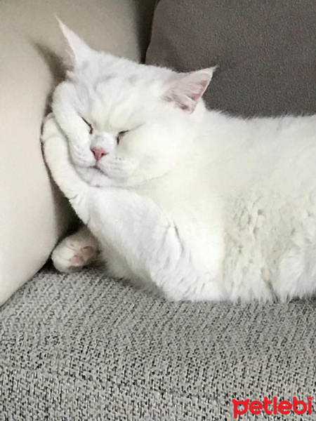 British Shorthair, Kedi  Hüdaverdi fotoğrafı