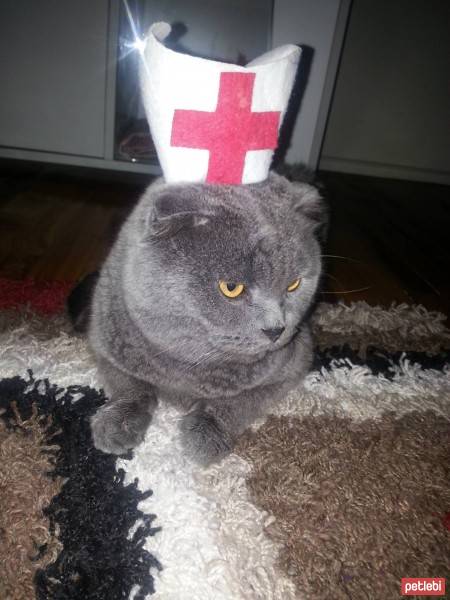 Scottish Fold, Kedi  Çınar fotoğrafı