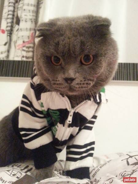 Scottish Fold, Kedi  Çınar fotoğrafı