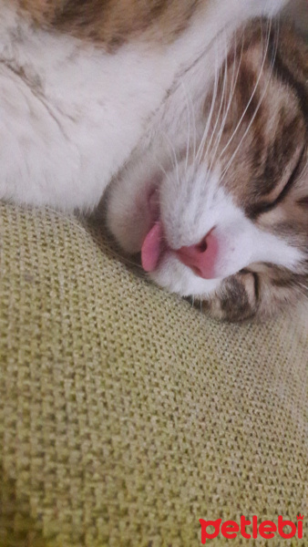 Tekir Kedi, Kedi  Abuzer fotoğrafı