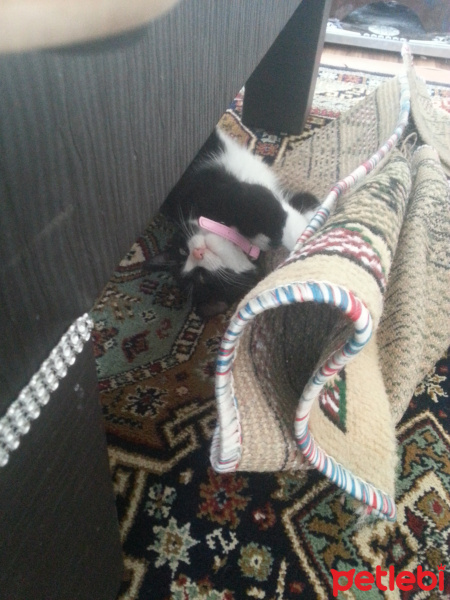 Tuxedo (Smokin) Kedi, Kedi  Meto fotoğrafı