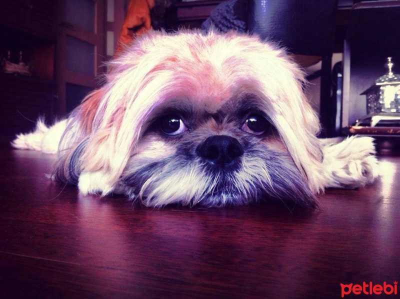 Shih Tzu, Köpek  Paşasu fotoğrafı