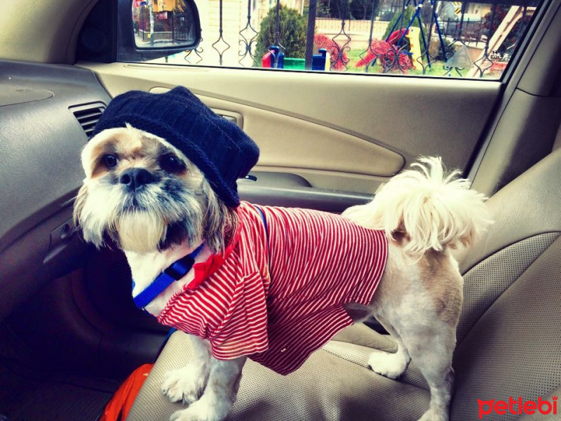 Shih Tzu, Köpek  Paşasu fotoğrafı