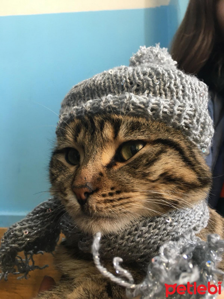 Tekir Kedi, Kedi  Mırmır fotoğrafı