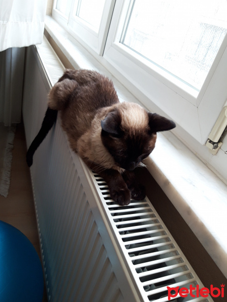 Siyam Kedisi, Kedi  PAŞA fotoğrafı