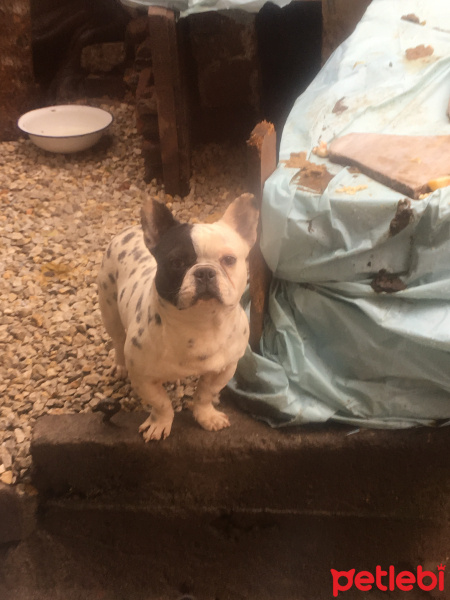 Fransız Bulldog, Köpek  Bisco fotoğrafı