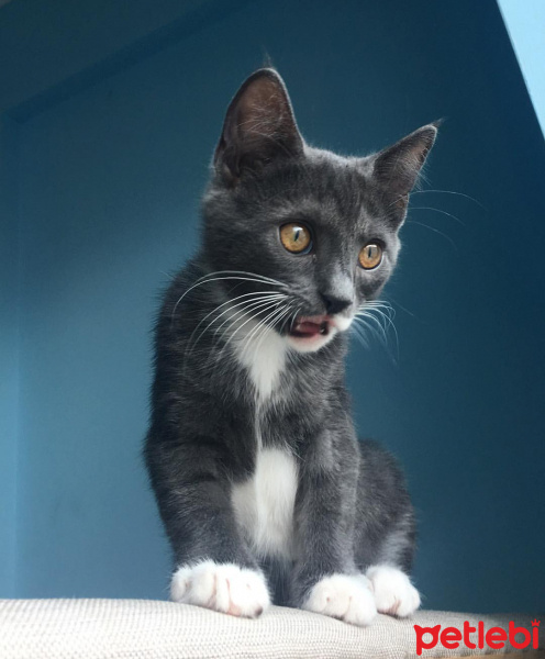 Tuxedo (Smokin) Kedi, Kedi  Smokie fotoğrafı