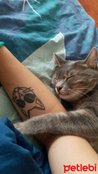 Tekir Kedi, Kedi  Mia fotoğrafı