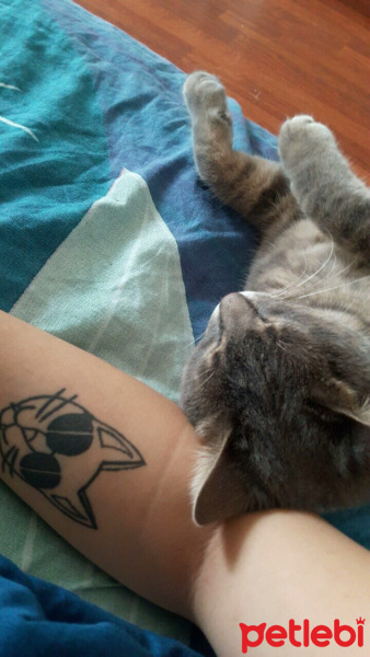 Tekir Kedi, Kedi  Mia fotoğrafı