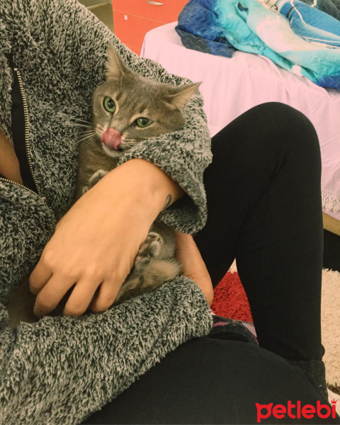 Tekir Kedi, Kedi  Mia fotoğrafı