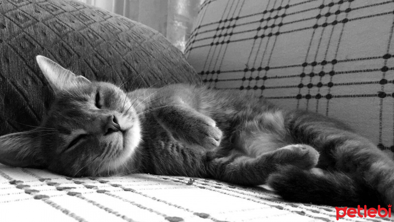 Tekir Kedi, Kedi  Mia fotoğrafı