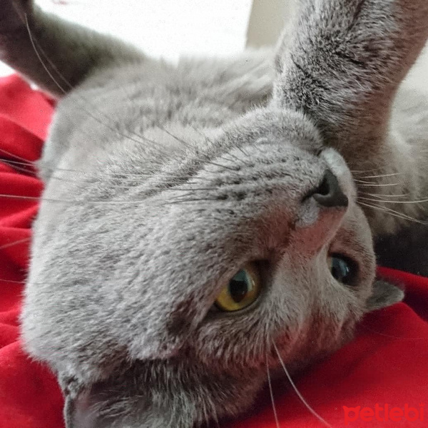British Shorthair, Kedi  Haydut fotoğrafı