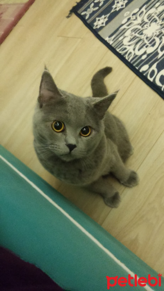 British Shorthair, Kedi  Haydut fotoğrafı