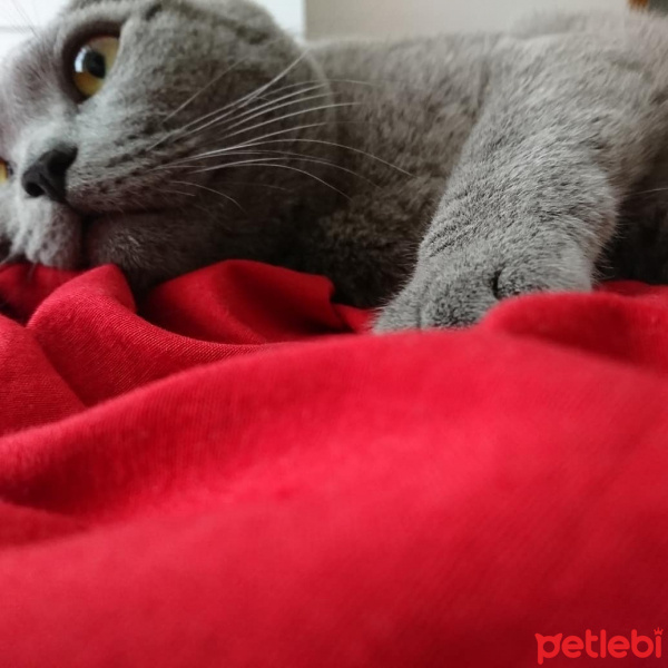 British Shorthair, Kedi  Haydut fotoğrafı
